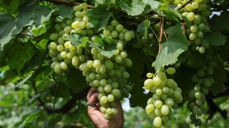 Nonino, vendemmia cominciata presto, &egrave; un'annata intensissima