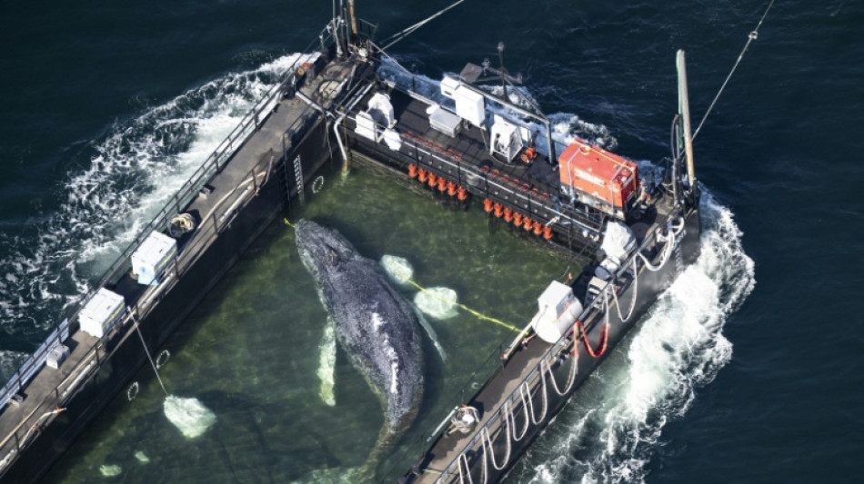 Encuentran muerta en Dinamarca a la ballena salvada en Alemania