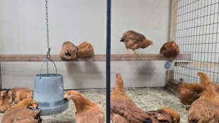 Segunda muerte del a&ntilde;o vinculada a gripe aviar en EEUU