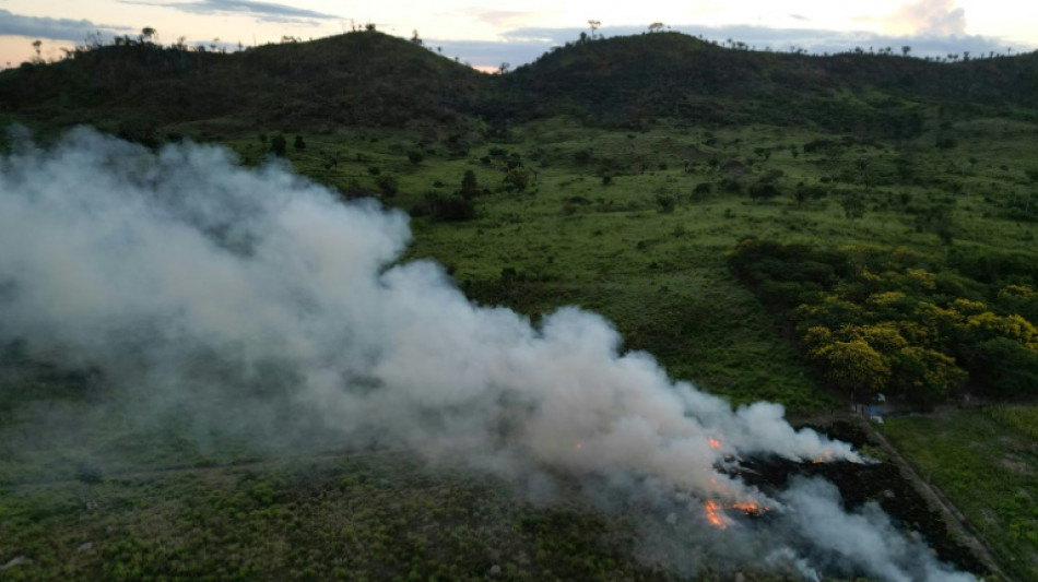 World leaders launch fund to save forests, get first $5 bn