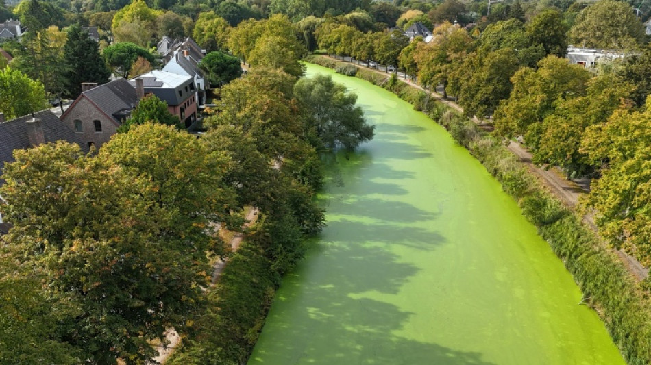 Changement climatique : en Belgique, un tapis vert sur les canaux de Gand