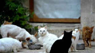 Plus de 150 chats d&eacute;laiss&eacute;s dans 80 m2: 18 mois avec sursis requis &agrave; Nice 