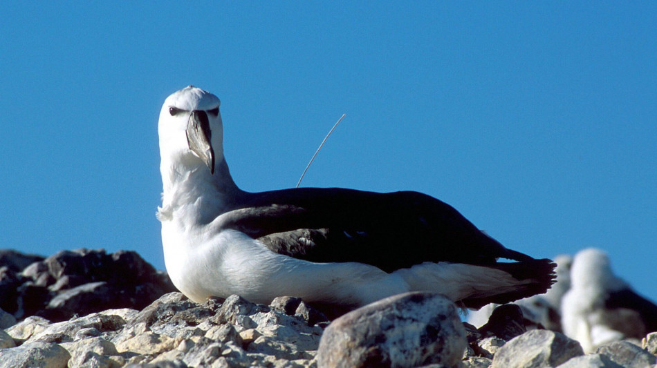 Gli uccelli marini rivelano la distribuzione del mercurio negli oceani