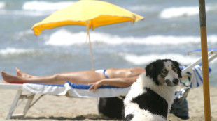 Pet tourism, un tesoro che in Italia vale 9.5 miliardi ma potrebbe quasi raddoppiare