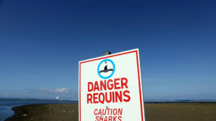 Cinq ans apr&egrave;s la derni&egrave;re attaque, comment La R&eacute;union a &eacute;loign&eacute; le "risque requin"