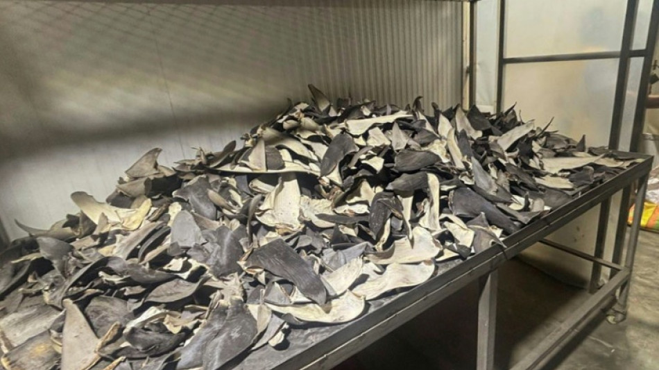 Incautan más de seis toneladas de aletas de tiburón en Perú