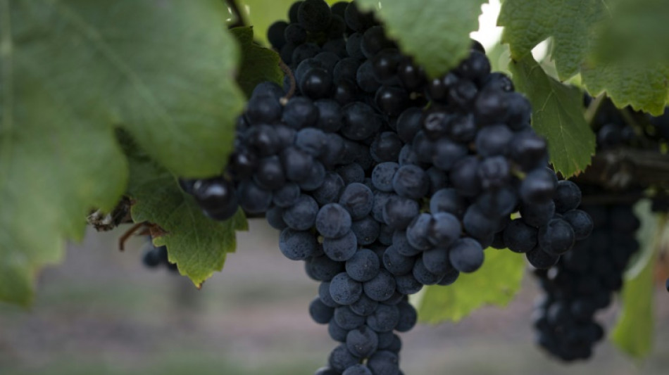 La producci&oacute;n mundial de vino cay&oacute; un 10% en 2023