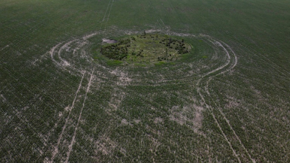Argentine: dans la pampa ass&eacute;ch&eacute;e, d'am&egrave;res moissons d'avril
