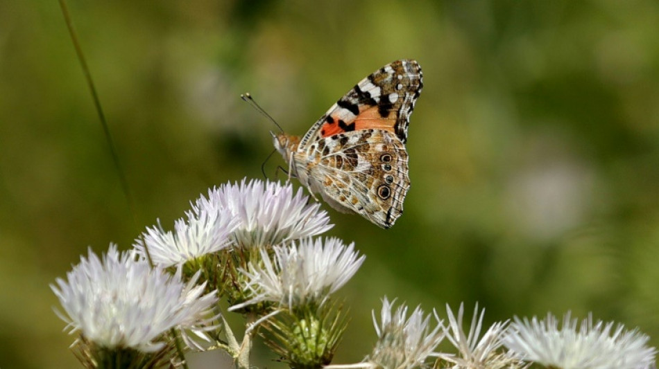 En Albanie, splendeur et misère des papillons