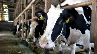 Giornata Mondiale del Latte, in Italia la Milk Economy vale 31 miliardi di euro