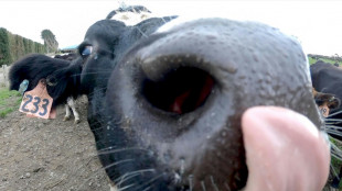 R&uuml;lpser und F&uuml;rze: Neuseeland verzichtet auf geplante Steuer auf Rinder-Emissionen