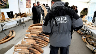 Pr&egrave;s de deux tonnes d'ivoire broy&eacute;es et incin&eacute;r&eacute;es &agrave; Reims