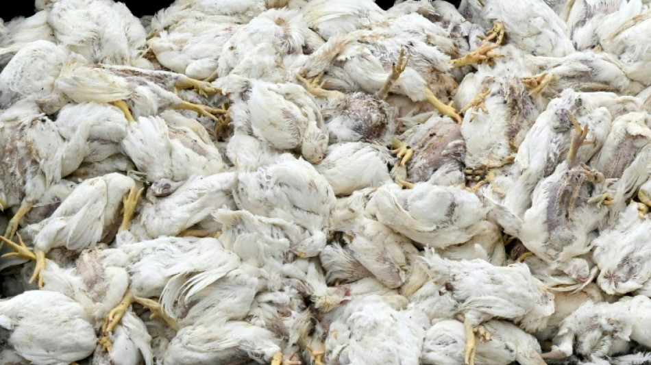 Virologe: Vogelgrippe hat Potenzial für neue Pandemie