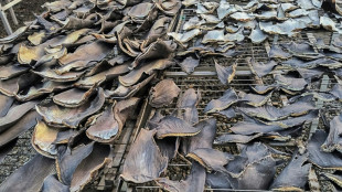 La police p&eacute;ruvienne saisit 1,3 tonne d'ailerons de requin destin&eacute;s &agrave; l'Asie