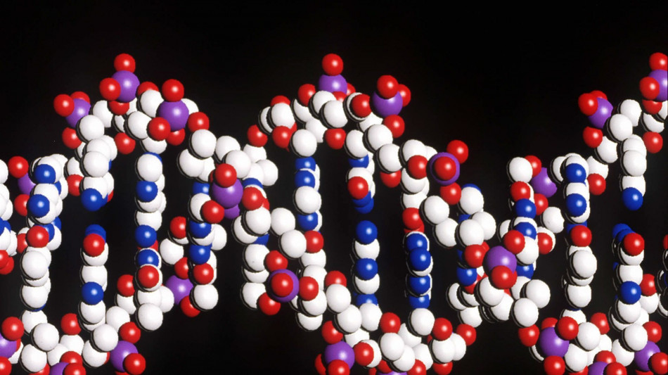 Un'antica proteina svela un sito di sepoltura tutto al femminile