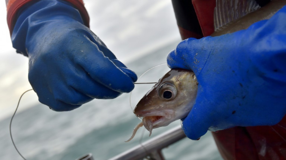 Avis de grand frais sur la p&ecirc;che au lieu jaune dans la Manche