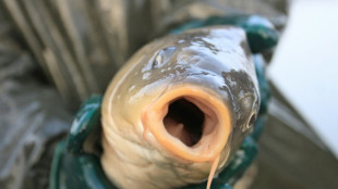 Mecklenburg-Vorpommern: 200 Kilogramm lebende Weihnachtskarpfen gestohlen