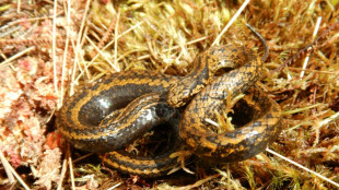 Descubren una serpiente "Harrison Ford" en la selva de Perú
