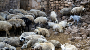En Turquie, apr&egrave;s l'incendie, la bataille pour sauver les brebis