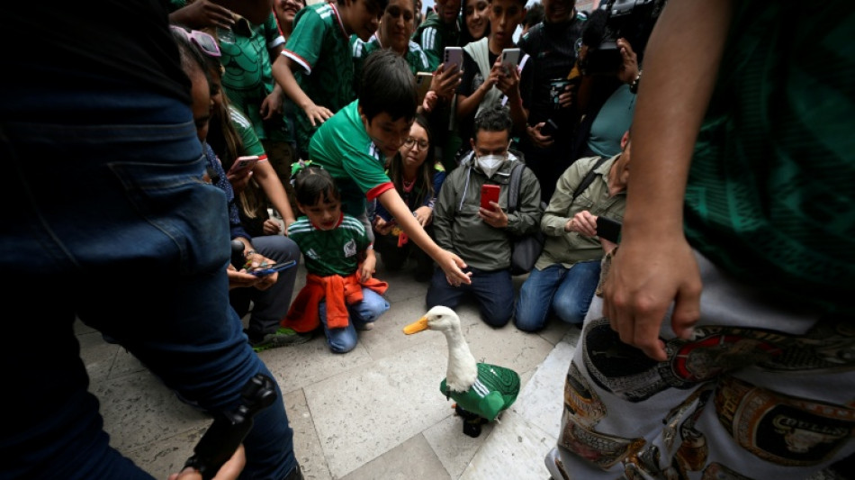 Football 'ambassador' and fan favorite: a duck becomes a star in Mexico