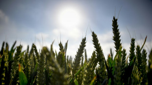 S&eacute;cheresse : le dilemme des agriculteurs du Val de Loire