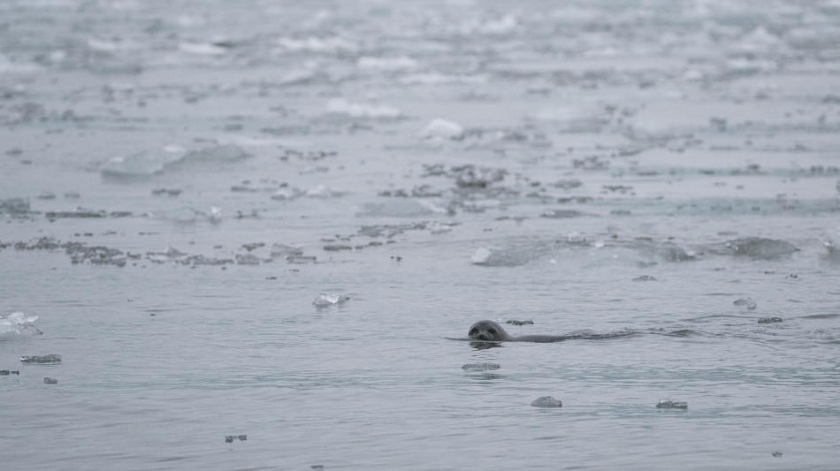 Negli abissi della Groenlandia una fuoriuscita di gas che brulica di vita