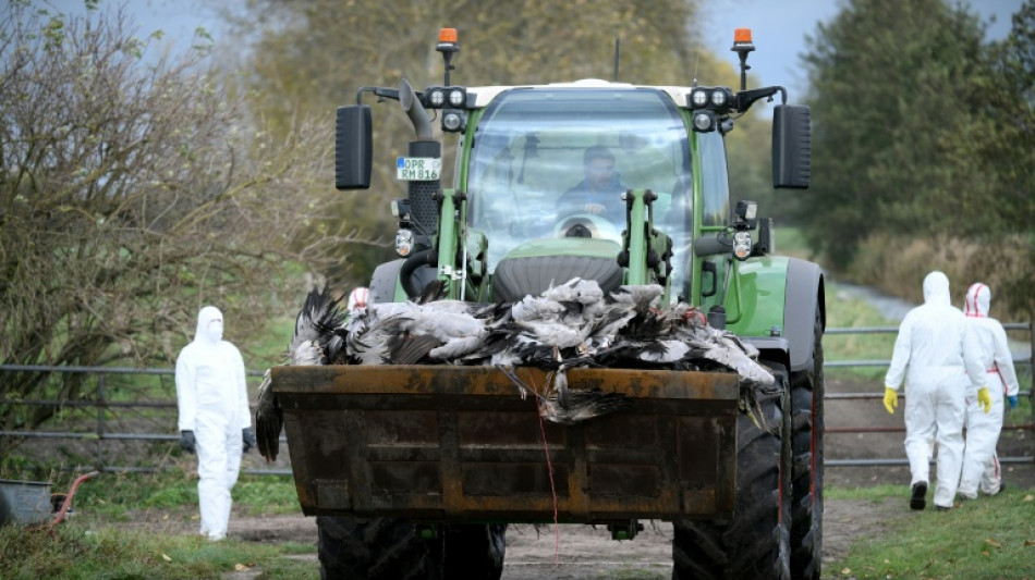 Vogelgrippealarm: Beh&ouml;rden in Brandenburg m&uuml;ssen rund 130.000 Enten und H&uuml;hner t&ouml;ten