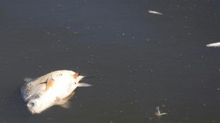 Bundesumweltministerin f&uuml;rchtet Dauersch&auml;den nach Fischsterben in Oder