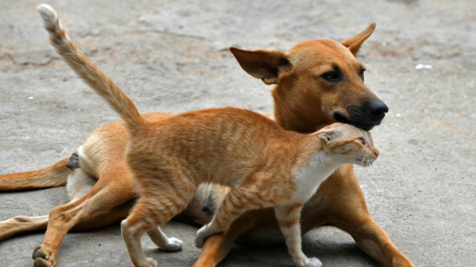 Parlamento Europeu aprova normas para proteger gatos e c&atilde;es no bloco