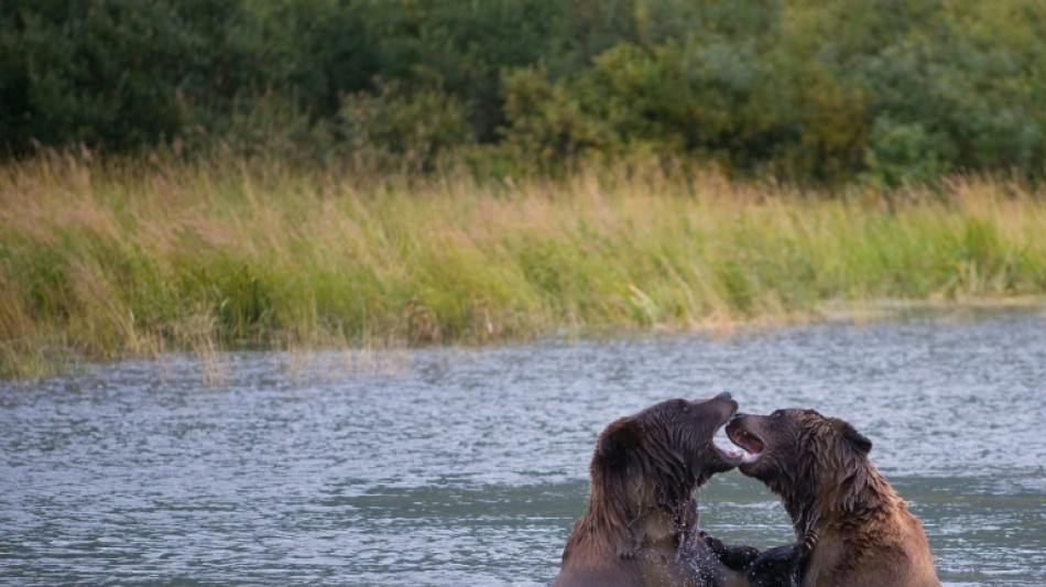 The Big Lie: Scandal in US as Fat Bear Week uncovers ballot stuffing