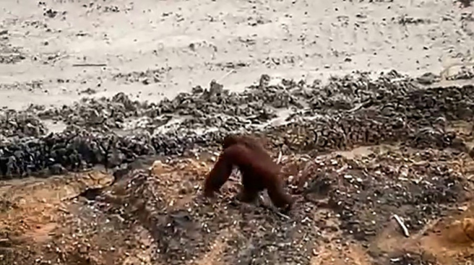 Indon&eacute;sie: quand un orang-outan se perd dans une mine &agrave; ciel ouvert