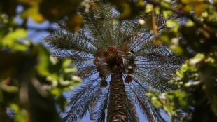 En Irak, le palmier-dattier ic&ocirc;ne nationale r&eacute;siste vaillamment &agrave; la s&eacute;cheresse