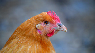Huhn landet im Fundb&uuml;ro am M&uuml;nchner Hauptbahnhof - Beamte versorgen "Henrietta"