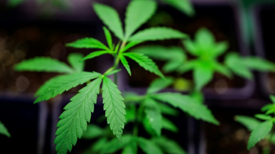 ADAC empfiehlt nach Cannabiskonsum 24-st&uuml;ndigen Verzicht auf Autofahren