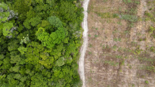 La Amazon&iacute;a brasile&ntilde;a registra la menor &aacute;rea deforestada desde 2014