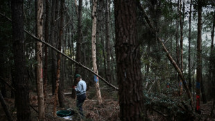N&eacute;matode du pin: jusqu'&agrave; 4.000 euros de d&eacute;dommagement de l'Etat par arbre contamin&eacute; et abattu