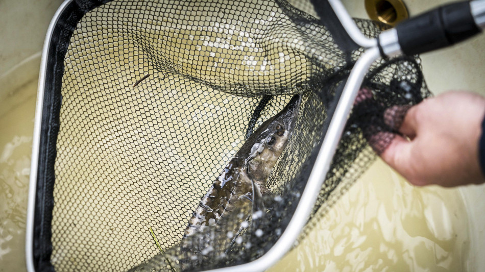 Lo storione dell'Adriatico torna a popolare i fiumi italiani