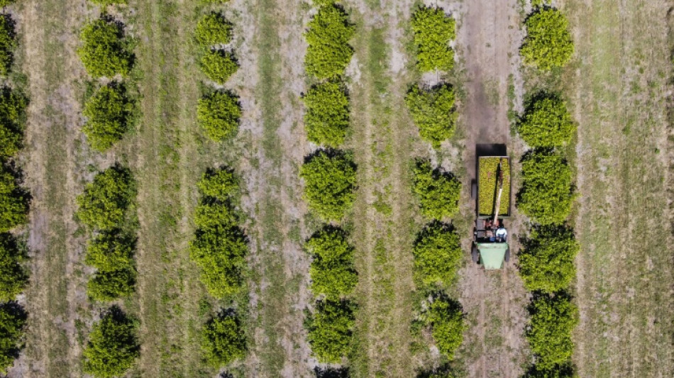 L'orange de Floride, fruit embl&eacute;matique en crise