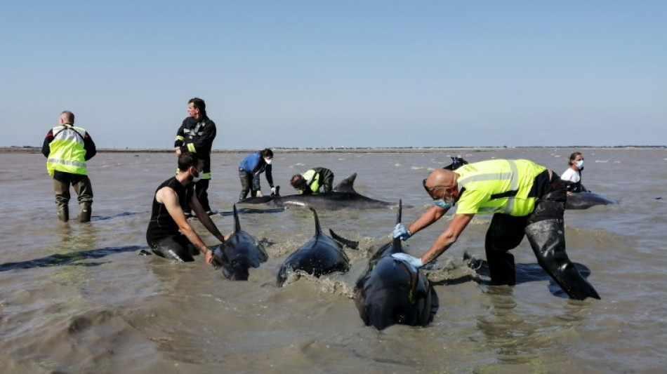 Vaste op&eacute;ration pour sauver un groupe de dauphins &eacute;chou&eacute; sur l'&icirc;le de R&eacute;