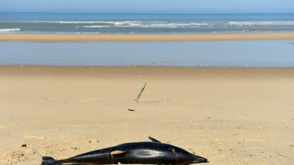 Surmortalit&eacute; des dauphins: recours aupr&egrave;s de la France et de l'UE pour suspendre la p&ecirc;che