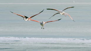 Dans le golfe du Lion, étudier les oiseaux migrateurs face aux projets d'éoliennes