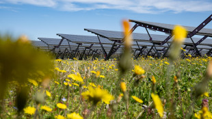 Consulta, legittimo il divieto per il fotovoltaico a terra in zone agricole
