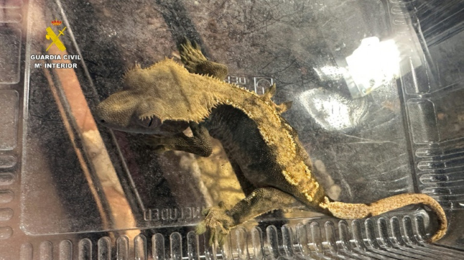 Agentes españoles intervienen casi 500 animales exóticos protegidos en un falso refugio