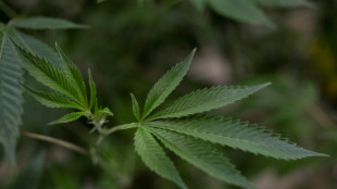 Bundeskabinett berat am Mittwoch &uuml;ber geplante Cannabis-Legalisierung