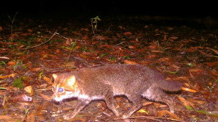 Un gato salvaje que se cre&iacute;a extinto vuelve a ser visto en Tailandia
