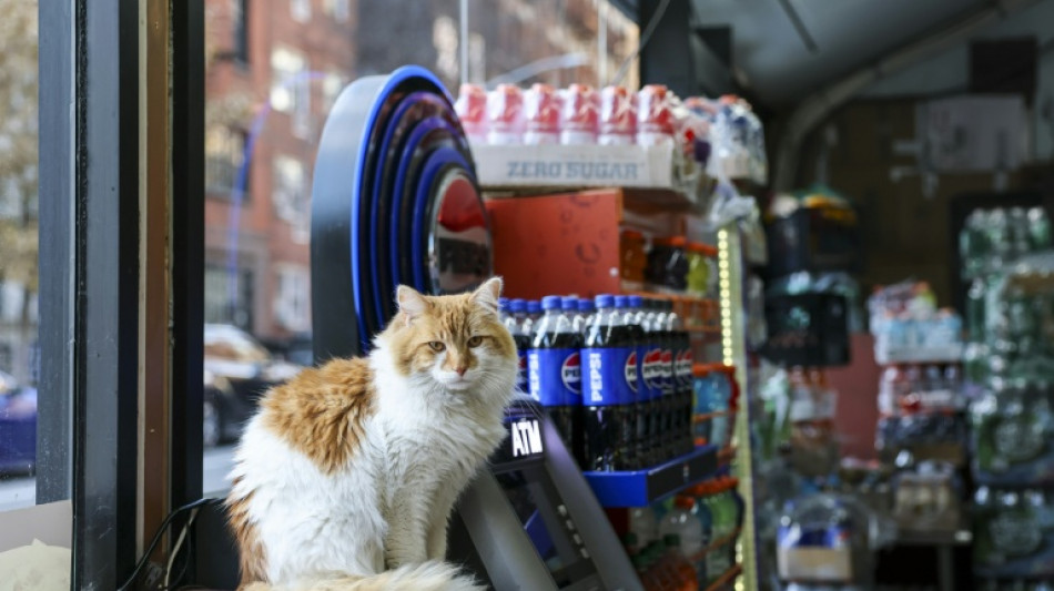 New York seeks rights for beloved but illegal 'bodega cats'