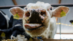 Niedersachsen: Entlaufene Kuh verletzt vier Menschen teilweise schwer