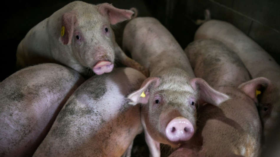Royaume-Uni: un cas de grippe porcine d&eacute;tect&eacute; chez un humain