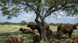 EEUU reanuda la importaci&oacute;n de ganado de M&eacute;xico tras la suspensi&oacute;n de un a&ntilde;o