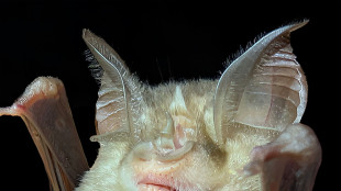 Sorpresa in Abruzzo, scoperta una colonia di pipistrelli 'ferro di cavallo'